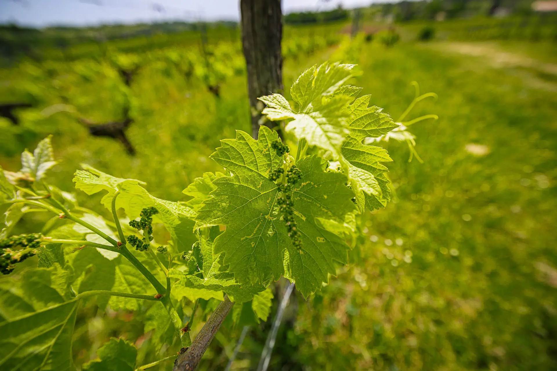 vignes-detail-printemps